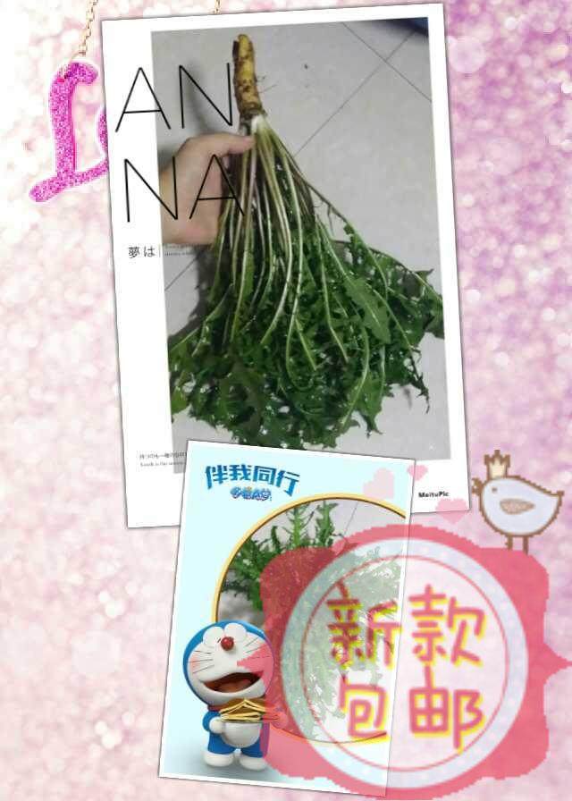 优果儿蒲公英纯露清毒消yan,纯露/花水