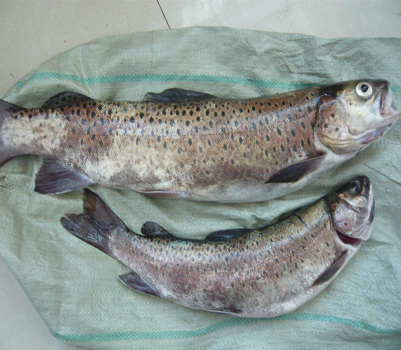 黑龙江乌苏里江东极抚远特产纯江纯天然新鲜细鳞鲑鱼2斤顺丰包邮