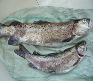 黑龙江乌苏里江东极抚远特产纯江新鲜细鳞鲑鱼2斤顺丰包邮