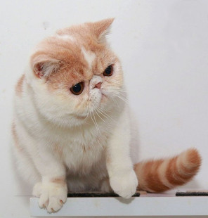 CFA注册猫舍纯种加菲猫 集集名猫 加菲猫种公德芙