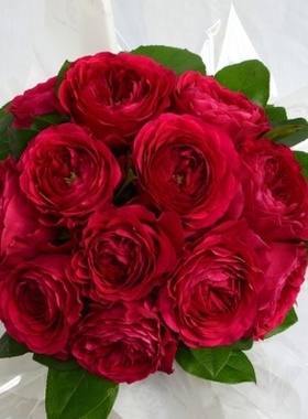 园丁日记 达西 奥斯汀切花玫瑰红色月季花苗婚礼情人节送礼鲜花