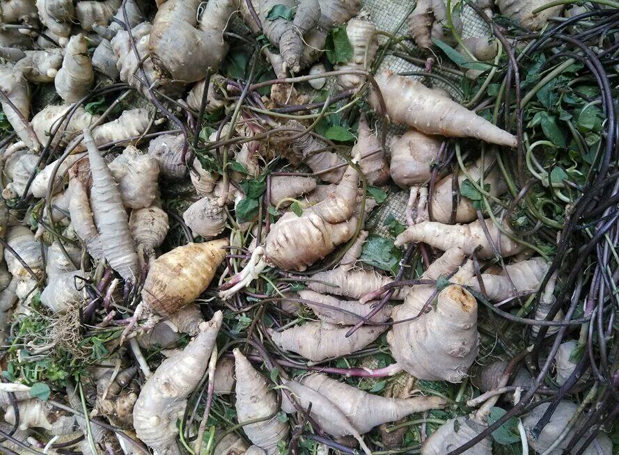 中草药材山海螺 羊乳 四叶参 羊乳根 养阴 ，发货为干品片