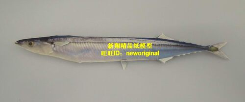 日本秋刀鱼 龙虾 螃蟹 章鱼海龟鱼类海产品海鲜仿真海洋动物模型
