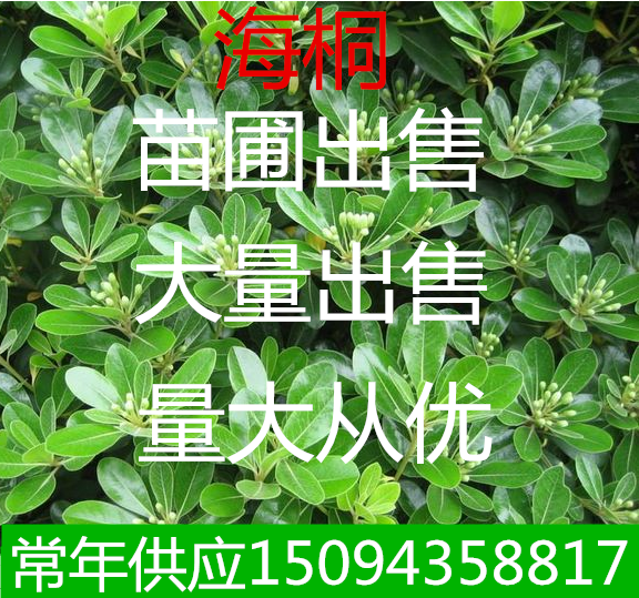 庭院植物海桐绿化苗
