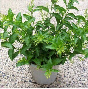 夜来香花苗盆栽 夜来香苗 夜来香植物 夜兰香植物 吸甲醛植物