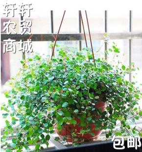 吊兰花卉绿植盆栽多肉植物净化空气吊兰花吸甲醛吊兰多样品种 包邮