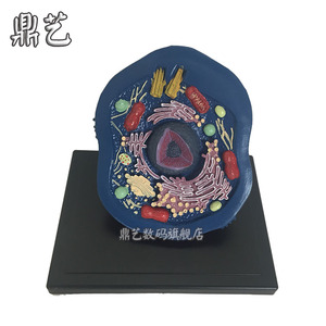 动物细胞模型 生物教学仪器 教具i.