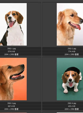 阿猫阿狗 名犬名猫 可爱宠物 平面设计素材图片图库