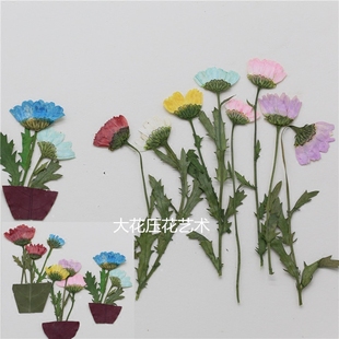 压花 带枝半边侧压晶菊 押花 干花 菊花 AB树脂水晶滴胶花材12朵