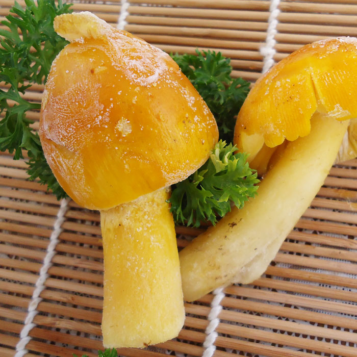 云南黄罗伞 黄落伞菌 速冻野生菌蘑菇 特色食材餐馆