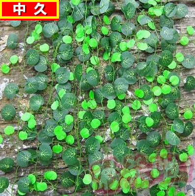 居家室内果藤假花铜钱草植物藤条蔓管道装饰塑料绿色假树叶套装
