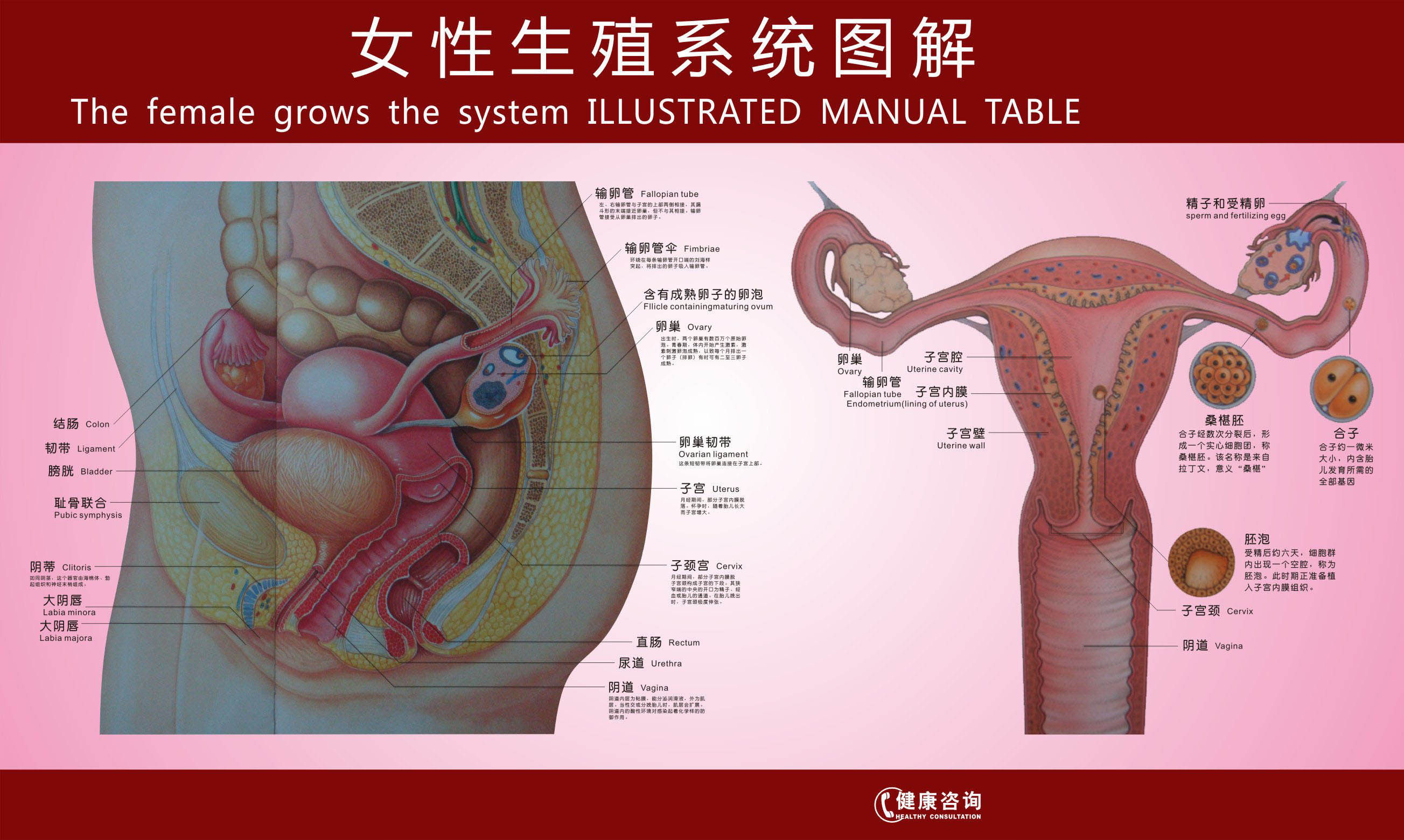 722海报印制展板写真喷绘贴纸196女性生殖系统图解