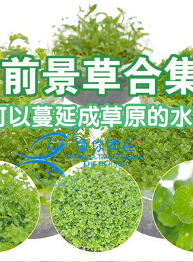 鱼缸水族箱造景活体迷你珍珠陀草