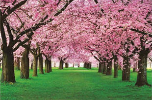 樱花林竹林树林满地黄金风景墙画年画装饰画复膜印刷贴画包邮