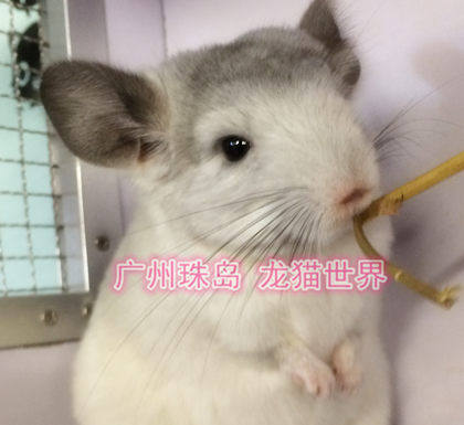 个月a级宝宝2号银斑欢迎挑选龙猫