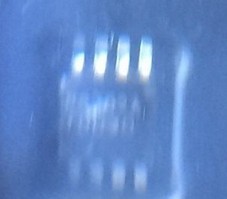 【昌胜电子】P8302A PAM8302A MSOP-8 音频放大器