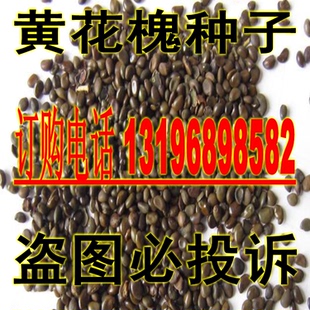 林木种子洋槐树种子毛红花刺槐种子黄花槐白花槐紫穗槐种子花种子