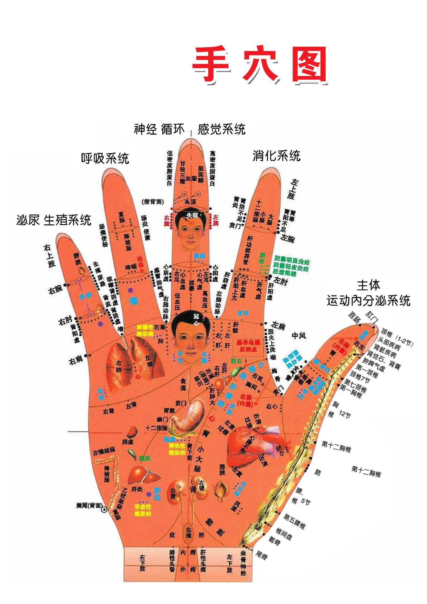 736海报印制展板写真喷绘贴纸604手穴对照图