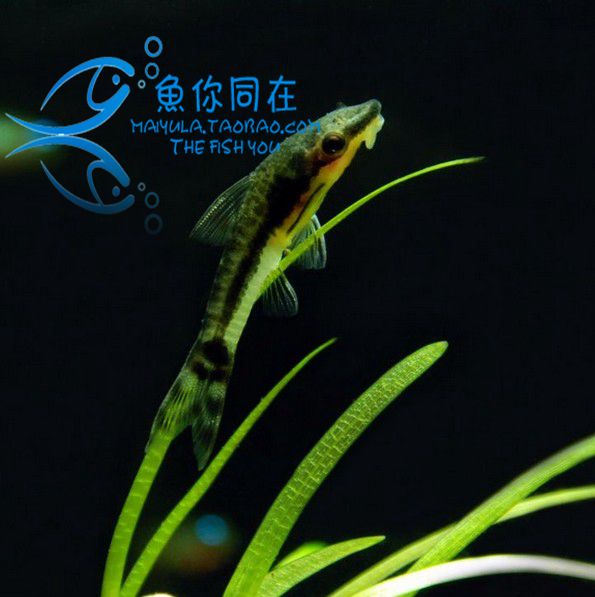 工具鱼 小精灵鱼 精灵鼠鱼 热带鱼 观赏鱼 除藻鱼 水草缸除藻