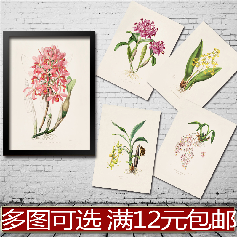 手绘 兰花植物科普教学海报 客厅书房学校装饰画贴画相框有框画心图片