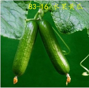 寿光蔬菜种子 83-16无刺水果黄瓜种子口感好玛莎黄瓜盆栽菜大面积