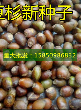 曼地亚红豆杉种子