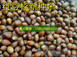 新采红豆杉种子 南方红豆杉种子北方红豆杉种子 曼地亚红豆杉种子