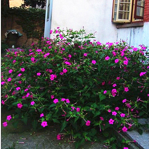 新品驱蚊花种子紫茉莉庭院公园