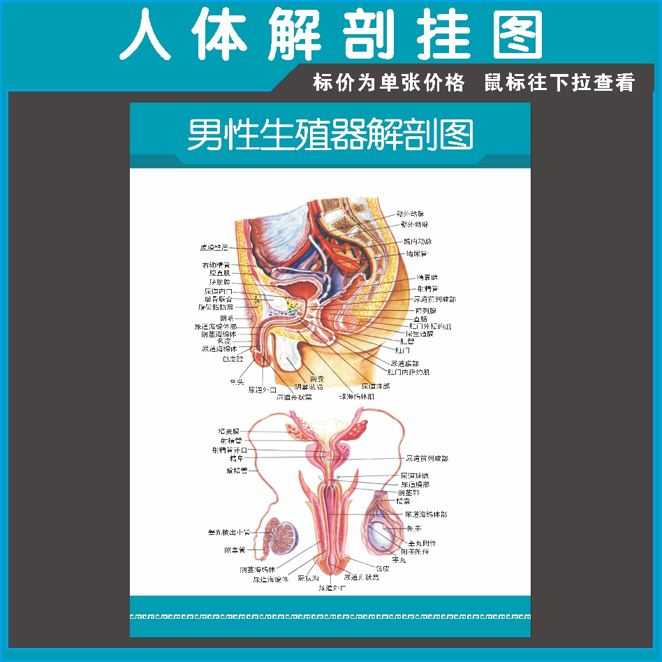 男女泌尿生殖器解剖图宣传海报 男性生殖系统挂图 医院医学墙贴51