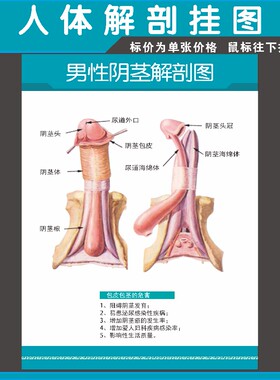 男性阴经解剖示意图医学宣传挂图人体器官医院布置海报墙贴