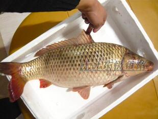 黑龙江乌苏里江抚远特产纯江新鲜红尾金黄大鲤鱼无污染