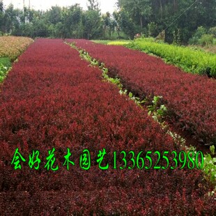 行道绿化小区绿化 色块苗木庭院绿植红叶小檗苗耐寒灌木