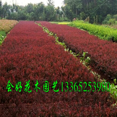 行道绿化小区绿化 色块苗木庭院绿植红叶小檗苗耐寒灌木