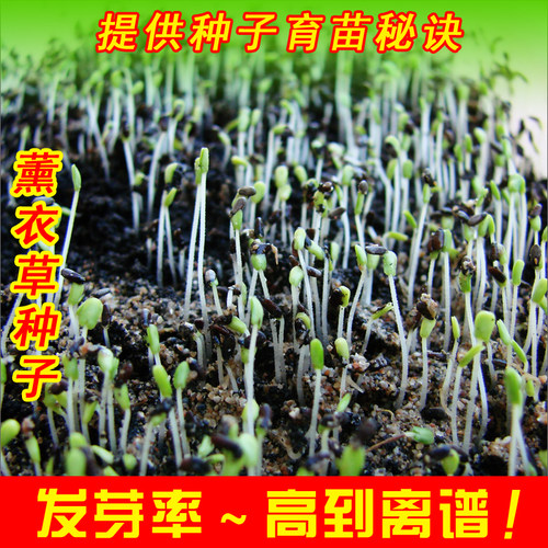 新疆伊犁法国薰衣草种子观光绿化