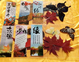 红叶缘透明香山蝴蝶标本枫叶贺卡片红叶标本书签新年商务感谢