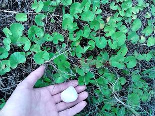 包邮新货野生积雪草干品 破铜钱 崩大碗 缺碗草 马蹄草 半边钱1斤