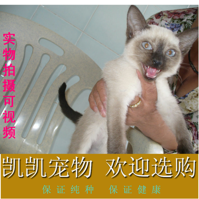 ◣▉可爱的西母猫(三个月)▉◢╋▉支持支付宝