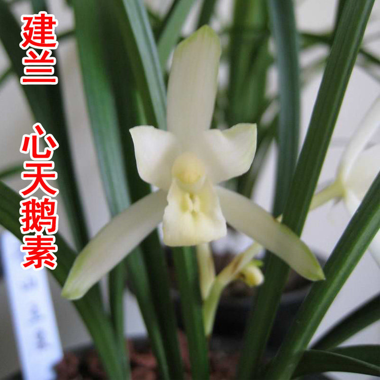 正品建兰四季好养绿植天鹅素 夏季兰花素心~盆 免邮