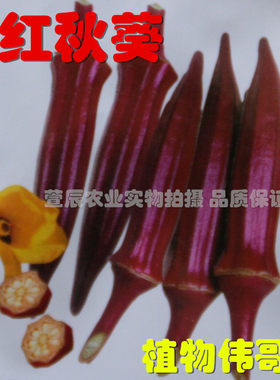 红秋葵全国庭院蔬菜种子