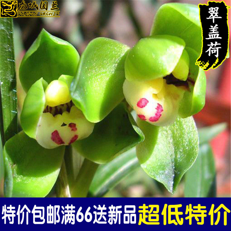 春兰名品兰花苗 翠盖荷 精品正格荷瓣 冬带花苞 特价出售花卉绿植