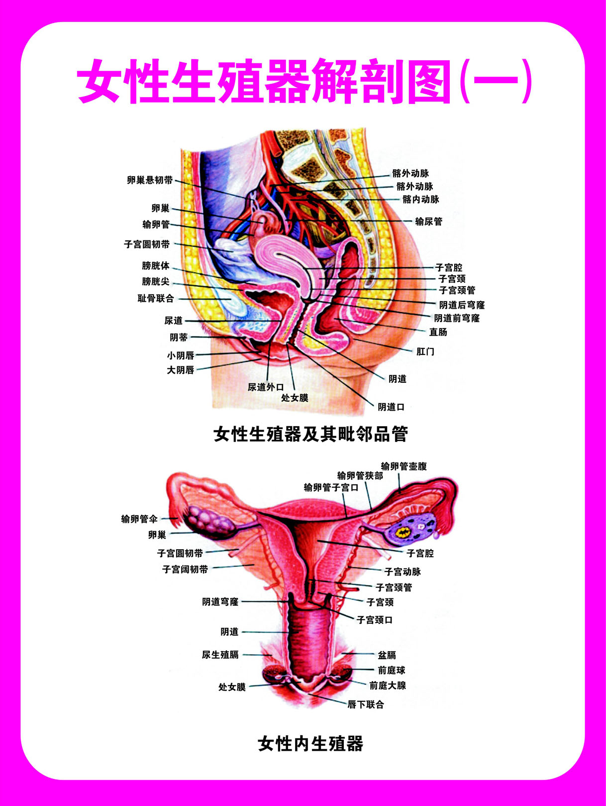 751海报印制展板写真470医院健康知识妇科挂图女性生殖器解析图