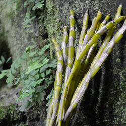 贵州五年以上 深山农家自然生长赤水金钗石斛鲜条新鲜老条500克