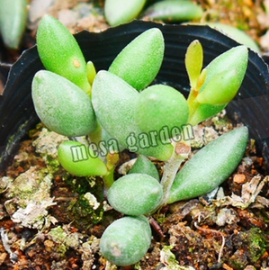 银藤水泡多肉 银藤水泡 叶片 叶插苗 进口水泡 一物一拍