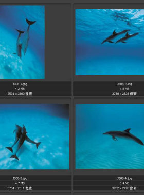海豚 海洋动物 平面设计素材图片图库
