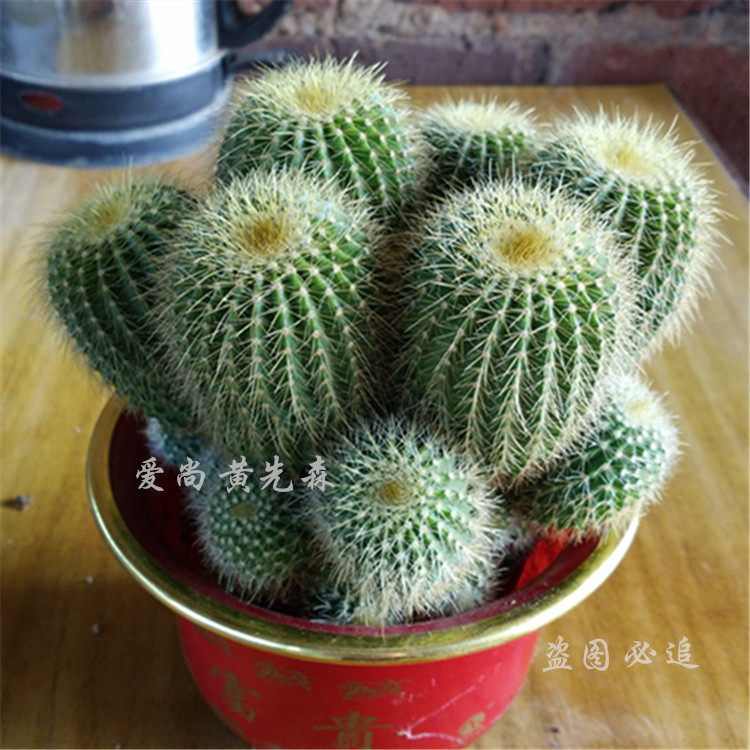 仙人球 防輻射【金冠多頭】仙人掌多肉植物辦公室小盆栽在類目 鮮花速遞/花卉仿真/綠植園藝, 花卉/綠植盆栽（新）, 多肉植物中 - 來自Buy2taobao.com提供專業的淘寶代購服務