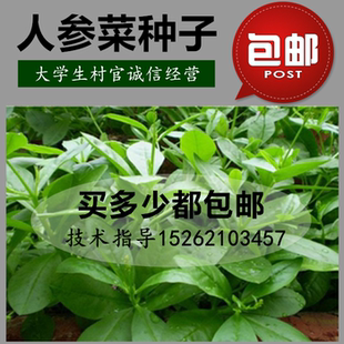 人参菜种子 土人参 高丽参 特色蔬菜 叶用人参 东洋菜 土洋参包邮