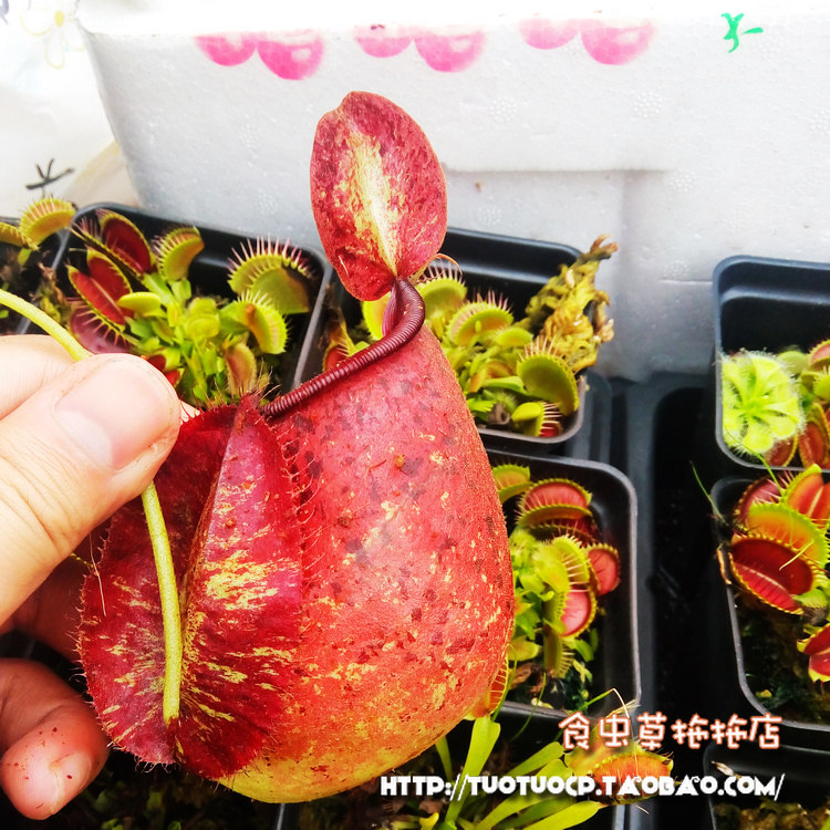 盆栽 食虫植物-全红虎克猪笼草Nepenthes hookeriana Red