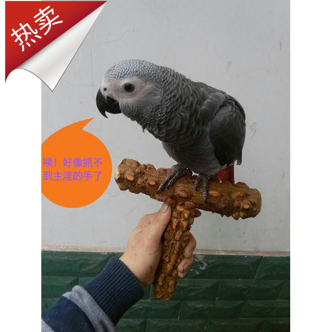 鹦鹉外带架 外出架 便携式鹦鹉站架 T形架 鹦鹉手架
