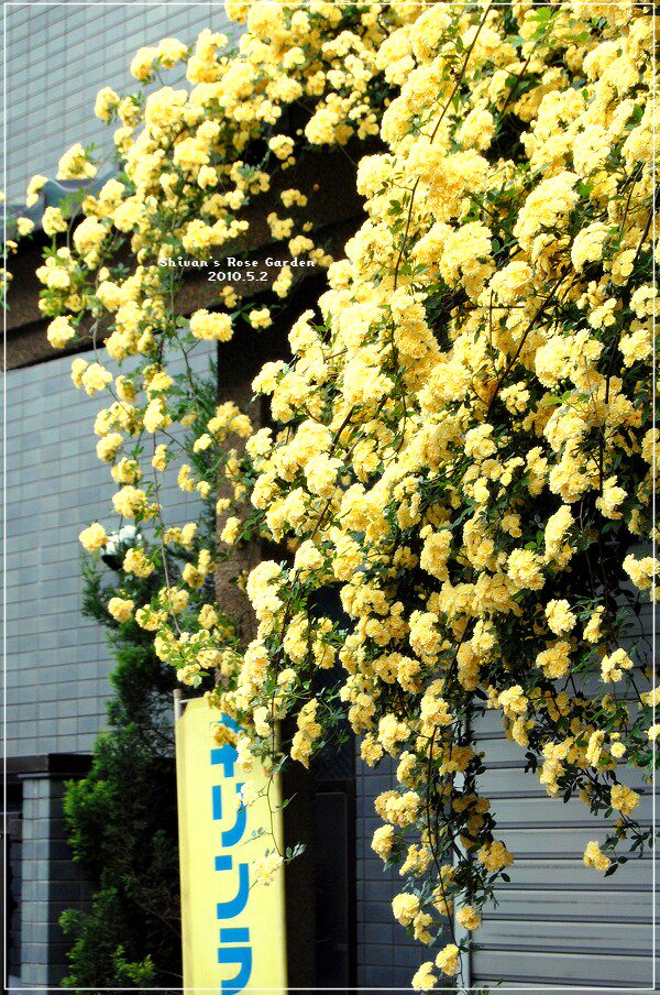 买就送 包成活 重瓣黄木香花 藤本攀缘植物 七里香 庭院盆栽