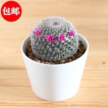 特价盆栽 会开花的仙人球 玉翁 电脑宝贝 高手